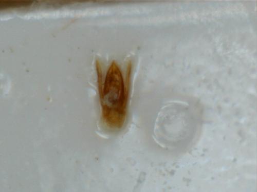 Stenus picipennis